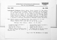 Typhicola typharum image